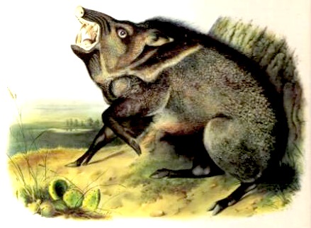 Wild Hog, by John James Audubon